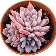 Cargar imagen en el visor de la galería, Graptoveria Lulu - ø 12 cm - Sucunatura. Plantas crassulas como echeveria, kalanchoe, sedum, sempervivum, graptoveria y aeonium.
