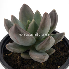 Load image into Gallery viewer, Echeveria Haagai Tolimanensis - ø 10.5 cm - Sucunatura. Plantas crassulas como echeveria, kalanchoe, sedum, sempervivum, graptoveria y aeonium.
