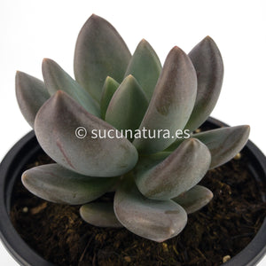 Echeveria Haagai Tolimanensis - ø 10.5 cm - Sucunatura. Plantas crassulas como echeveria, kalanchoe, sedum, sempervivum, graptoveria y aeonium.