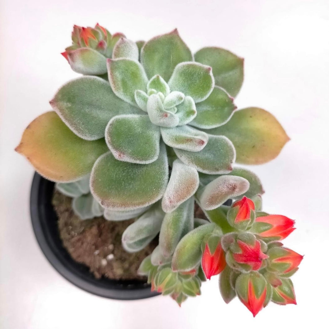 Echeveria Pulvinata Frosty White - ø 10.5 cm - Sucunatura. Plantas crassulas como echeveria, kalanchoe, sedum, sempervivum, graptoveria y aeonium.