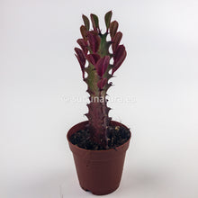 Load image into Gallery viewer, Euphorbia Trigona “African Milk Tree” pink (cactus catedral)- ø 8.5 cm - Sucunatura. Plantas crassulas como echeveria, kalanchoe, sedum, sempervivum, graptoveria y aeonium.
