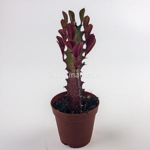 Euphorbia Trigona “African Milk Tree” pink (cactus catedral)- ø 8.5 cm - Sucunatura. Plantas crassulas como echeveria, kalanchoe, sedum, sempervivum, graptoveria y aeonium.