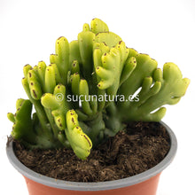 Cargar imagen en el visor de la galería, Euphorbia cristata s.p - ø 14 cm - Sucunatura. Plantas crassulas como echeveria, kalanchoe, sedum, sempervivum, graptoveria y aeonium.
