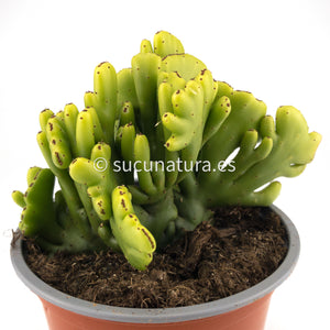 Euphorbia cristata s.p - ø 14 cm - Sucunatura. Plantas crassulas como echeveria, kalanchoe, sedum, sempervivum, graptoveria y aeonium.