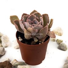 Cargar imagen en el visor de la galería, Echeveria shaviana - ø 5.5 cm - Sucunatura. Plantas crassulas como echeveria, kalanchoe, sedum, sempervivum, graptoveria y aeonium.
