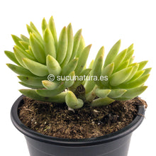 Load image into Gallery viewer, Sedum Brasil o Sedeveria Harry Butterfield - ø 10.5 cm - Sucunatura. Plantas crassulas como echeveria, kalanchoe, sedum, sempervivum, graptoveria y aeonium.
