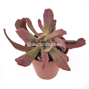 Echeveria Diamond State - ø 10.5 cm - Sucunatura. Plantas crassulas como echeveria, kalanchoe, sedum, sempervivum, graptoveria y aeonium.