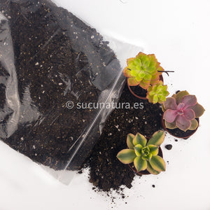 Sustrato - Sucunatura. Plantas crassulas como echeveria, kalanchoe, sedum, sempervivum, graptoveria y aeonium.