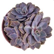 Cargar imagen en el visor de la galería, Echeveria Perle Von form bouquet- ø 14 cm - Sucunatura. Plantas crassulas como echeveria, kalanchoe, sedum, sempervivum, graptoveria y aeonium.
