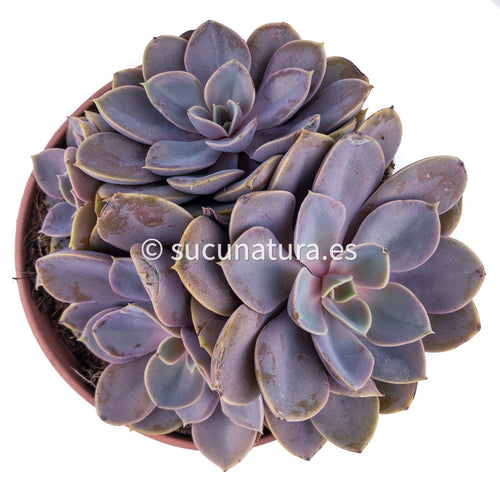 Echeveria Perle Von form bouquet- ø 14 cm - Sucunatura. Plantas crassulas como echeveria, kalanchoe, sedum, sempervivum, graptoveria y aeonium.