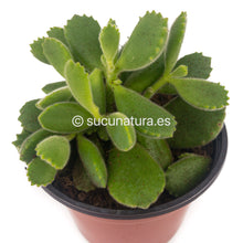 Cargar imagen en el visor de la galería, Cotyledon Tomentosa (Garritas de oso) - ø 10.5 cm - Sucunatura. Plantas crassulas como echeveria, kalanchoe, sedum, sempervivum, graptoveria y aeonium.
