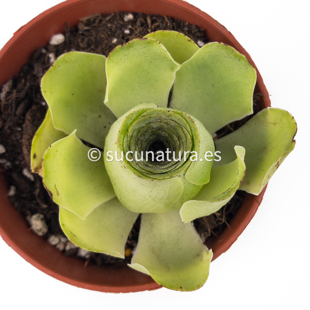 Greenovia Diplocycla var. Gigantea - ø 12 cm - Sucunatura. Plantas crassulas como echeveria, kalanchoe, sedum, sempervivum, graptoveria y aeonium.