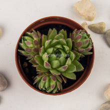 Cargar imagen en el visor de la galería, Sempervivum (uña de señorita) - ø 5.5 cm - Sucunatura. Plantas crassulas como echeveria, kalanchoe, sedum, sempervivum, graptoveria y aeonium.
