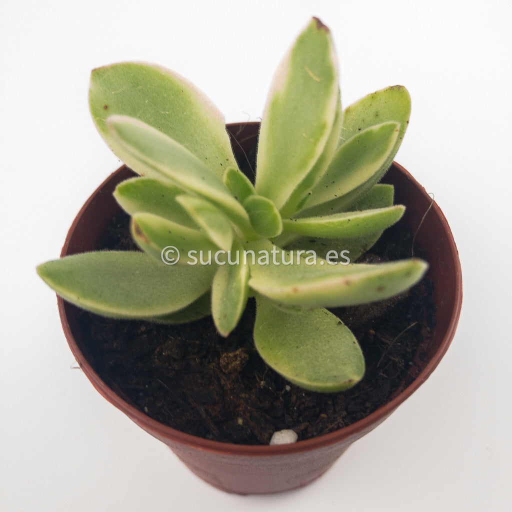 Crassula argentea Variegata - ø 5.5 cm - Sucunatura. Plantas crassulas como echeveria, kalanchoe, sedum, sempervivum, graptoveria y aeonium.