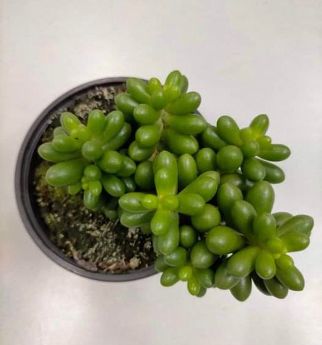 Sedum Hernandezii - ø 10.5 cm - Sucunatura. Plantas crassulas como echeveria, kalanchoe, sedum, sempervivum, graptoveria y aeonium.