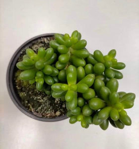 Sedum Hernandezii - ø 10.5 cm - Sucunatura. Plantas crassulas como echeveria, kalanchoe, sedum, sempervivum, graptoveria y aeonium.