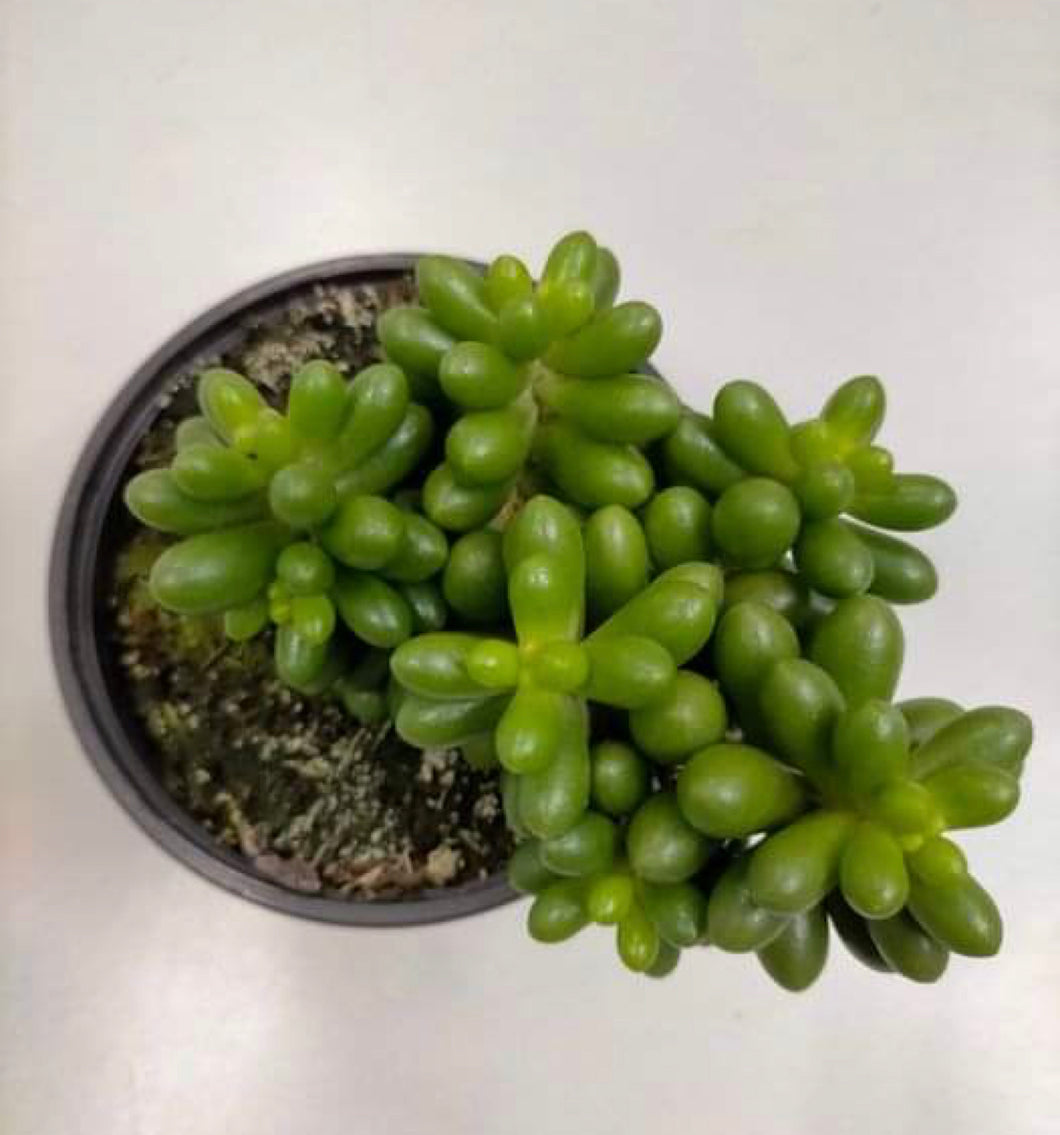 Sedum Hernandezii - ø 10.5 cm - Sucunatura. Plantas crassulas como echeveria, kalanchoe, sedum, sempervivum, graptoveria y aeonium.