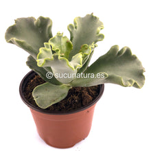 Cargar imagen en el visor de la galería, Cotyledon Coral - ø 10.5 cm - Sucunatura. Plantas crassulas como echeveria, kalanchoe, sedum, sempervivum, graptoveria y aeonium.
