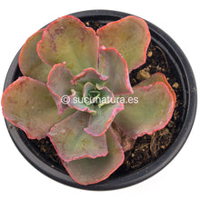 Cargar imagen en el visor de la galería, Echeveria Curly Locks - ø 10.5 cm - Sucunatura. Plantas crassulas como echeveria, kalanchoe, sedum, sempervivum, graptoveria y aeonium.
