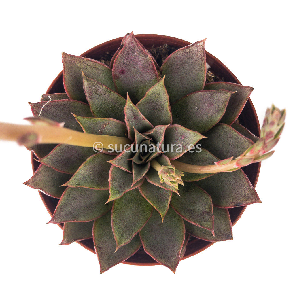 Echeveria Punita- ø 10.5 cm - Sucunatura. Plantas crassulas como echeveria, kalanchoe, sedum, sempervivum, graptoveria y aeonium.