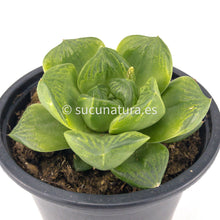 Load image into Gallery viewer, Haworthia Retusa - ø 10.5 cm - Sucunatura. Plantas crassulas como echeveria, kalanchoe, sedum, sempervivum, graptoveria y aeonium.
