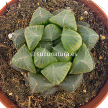 Load image into Gallery viewer, Haworthia Cooperi var. Obtusa - ø 8.5 cm - Sucunatura. Plantas crassulas como echeveria, kalanchoe, sedum, sempervivum, graptoveria y aeonium.
