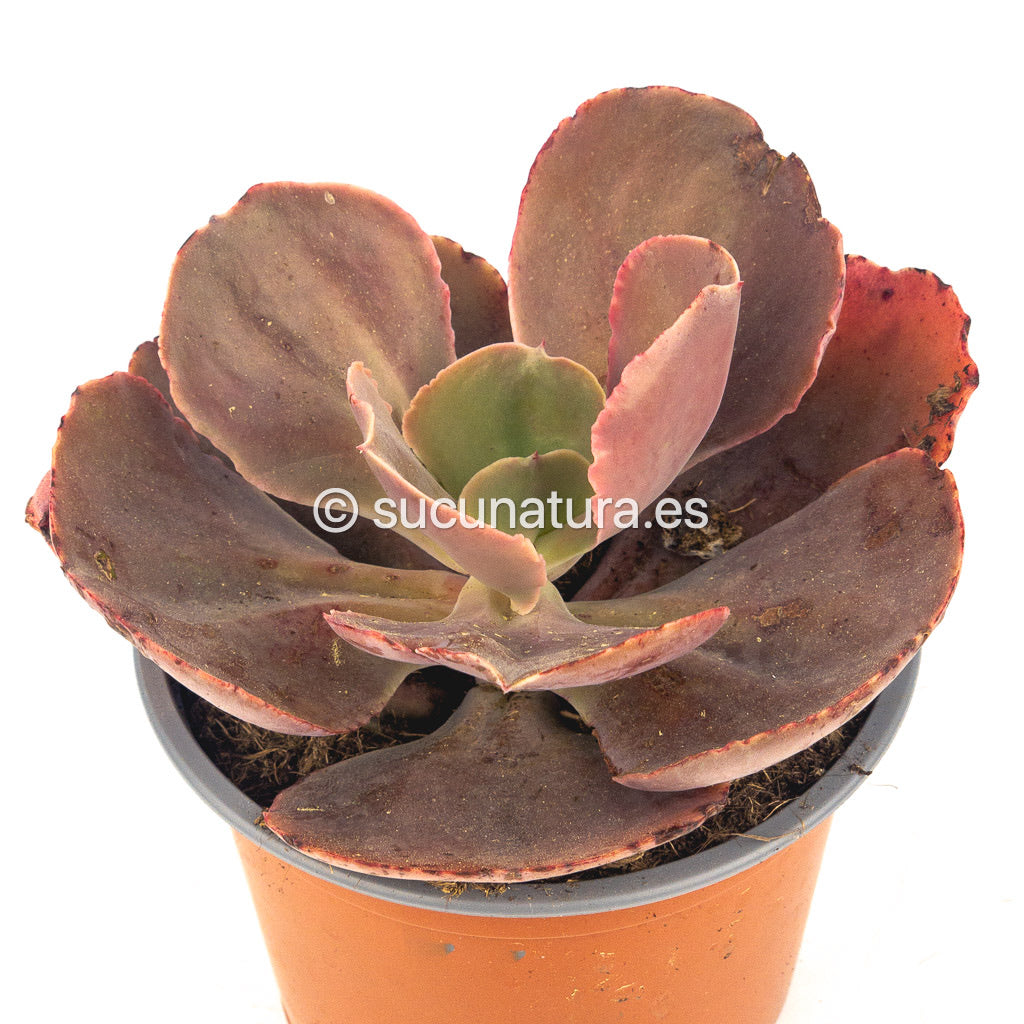 Echeveria Crenulata - ø 12 cm - Sucunatura. Plantas crassulas como echeveria, kalanchoe, sedum, sempervivum, graptoveria y aeonium.