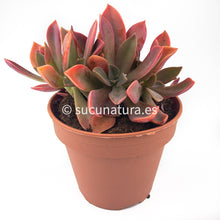 Load image into Gallery viewer, Graptoveria Fred Ives Cristata - ø 5.5 cm - Sucunatura. Plantas crassulas como echeveria, kalanchoe, sedum, sempervivum, graptoveria y aeonium.
