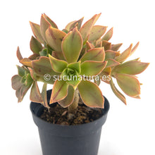 Cargar imagen en el visor de la galería, Aeonium Leucoblefarum Stripe - ø 10.5 cm - Sucunatura. Plantas crassulas como echeveria, kalanchoe, sedum, sempervivum, graptoveria y aeonium.
