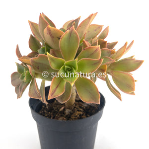 Aeonium Leucoblefarum Stripe - ø 10.5 cm - Sucunatura. Plantas crassulas como echeveria, kalanchoe, sedum, sempervivum, graptoveria y aeonium.