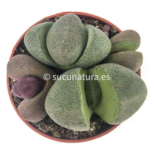 Cargar imagen en el visor de la galería, Pleiospilos - ø 8.5 cm - Sucunatura. Plantas crassulas como echeveria, kalanchoe, sedum, sempervivum, graptoveria y aeonium.
