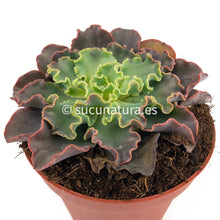 Cargar imagen en el visor de la galería, Echeveria Blue Waves - ø 10.5 cm - Sucunatura. Plantas crassulas como echeveria, kalanchoe, sedum, sempervivum, graptoveria y aeonium.
