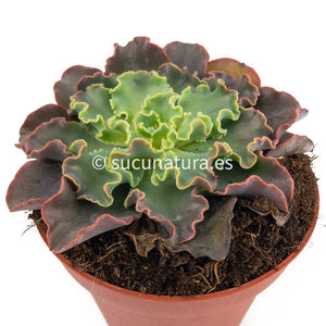 Echeveria Blue Waves - ø 10.5 cm - Sucunatura. Plantas crassulas como echeveria, kalanchoe, sedum, sempervivum, graptoveria y aeonium.