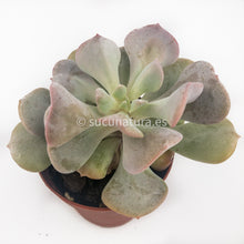 Cargar imagen en el visor de la galería, Echeveria cubic frost - ø 5.5 cm - Sucunatura. Plantas crassulas como echeveria, kalanchoe, sedum, sempervivum, graptoveria y aeonium.
