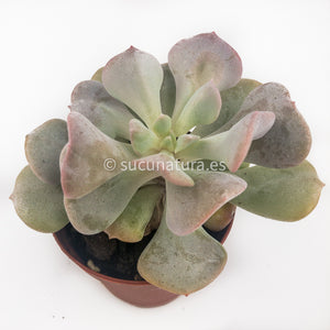 Echeveria cubic frost - ø 5.5 cm - Sucunatura. Plantas crassulas como echeveria, kalanchoe, sedum, sempervivum, graptoveria y aeonium.