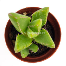 Load image into Gallery viewer, Faucaria tigrina- ø 5.5 cm - Sucunatura. Plantas crassulas como echeveria, kalanchoe, sedum, sempervivum, graptoveria y aeonium.
