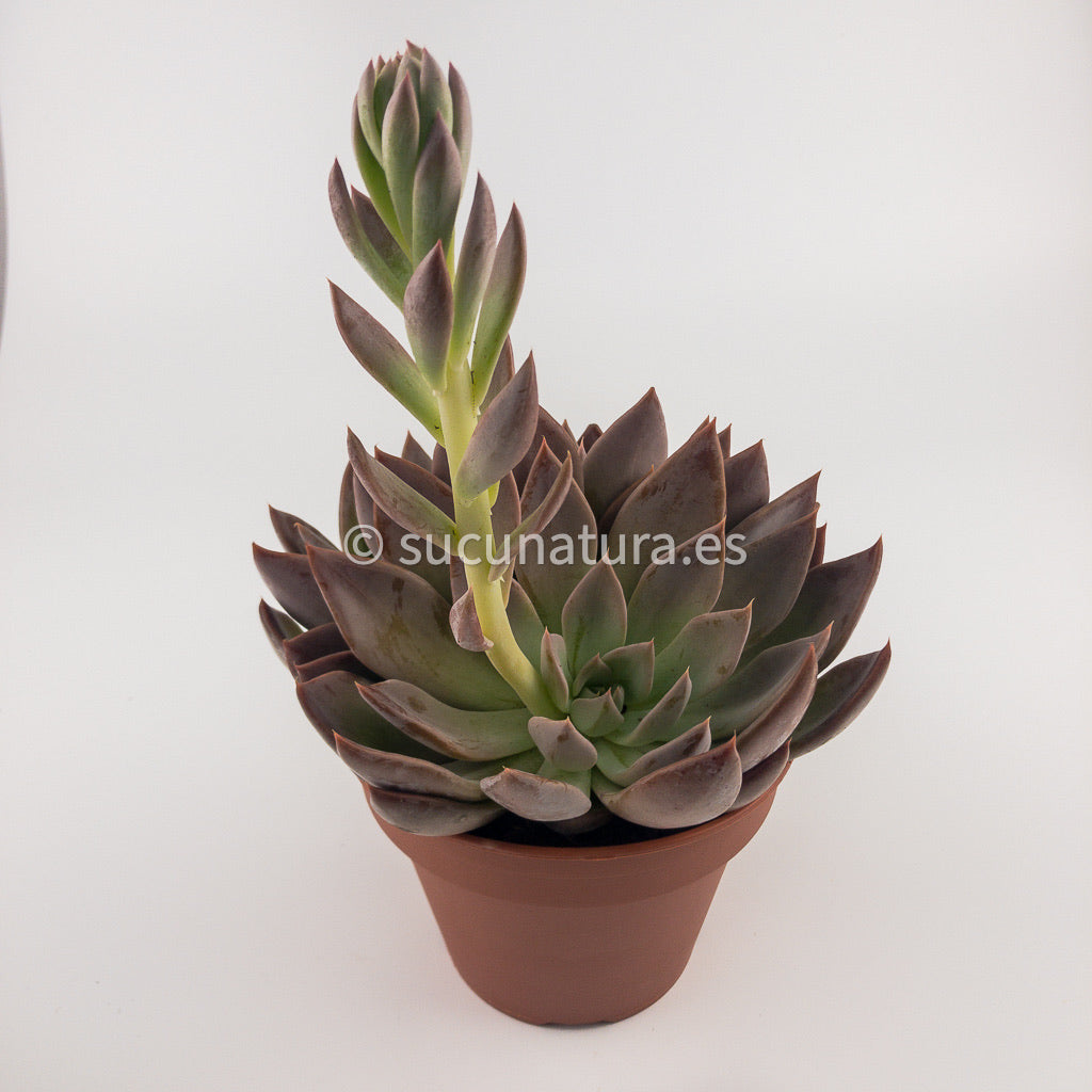 Echeveria Silver Queen - ø 12 cm - Sucunatura. Plantas crassulas como echeveria, kalanchoe, sedum, sempervivum, graptoveria y aeonium.