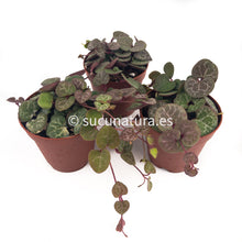 Cargar imagen en el visor de la galería, Ceropegia woodii (collar de corazones) ø 6 cm - Sucunatura. Plantas crassulas como echeveria, kalanchoe, sedum, sempervivum, graptoveria y aeonium.
