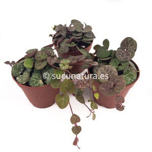 Ceropegia woodii (collar de corazones) ø 6 cm - Sucunatura. Plantas crassulas como echeveria, kalanchoe, sedum, sempervivum, graptoveria y aeonium.