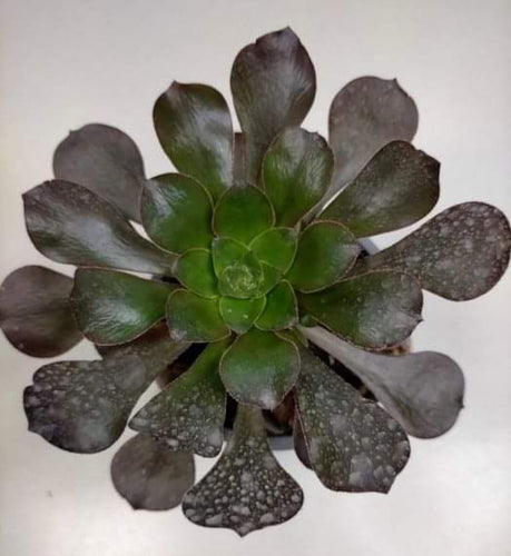 Aeonium Cornish Rose - ø 12 cm - Sucunatura. Plantas crassulas como echeveria, kalanchoe, sedum, sempervivum, graptoveria y aeonium.