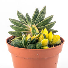 Cargar imagen en el visor de la galería, Gasteria Glauca Variegata - ø 8.5 cm - Sucunatura. Plantas crassulas como echeveria, kalanchoe, sedum, sempervivum, graptoveria y aeonium.
