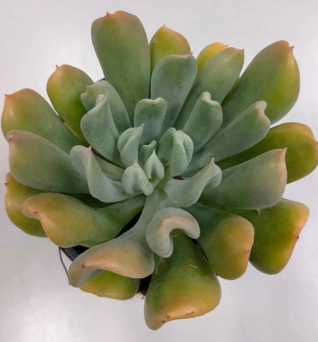 Echeveria Irish Mint - ø 10.5 cm - Sucunatura. Plantas crassulas como echeveria, kalanchoe, sedum, sempervivum, graptoveria y aeonium.