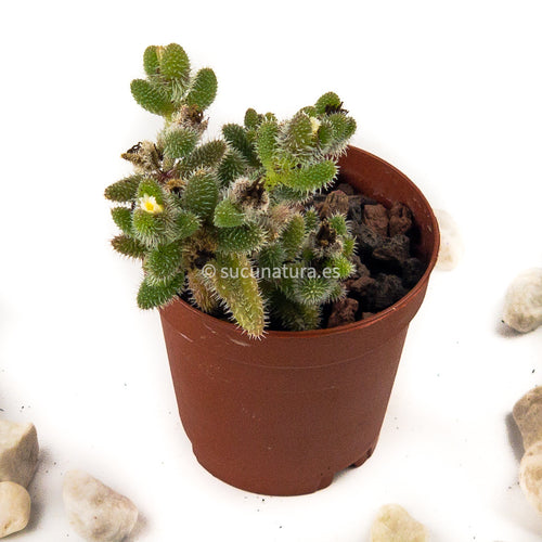 Delosperma echinatum - ø 5.5 cm - Sucunatura. Plantas crassulas como echeveria, kalanchoe, sedum, sempervivum, graptoveria y aeonium.