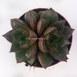 Echeveria purpusorum - ø 5.5 cm - Sucunatura. Plantas crassulas como echeveria, kalanchoe, sedum, sempervivum, graptoveria y aeonium.