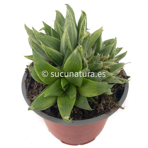 Haworthia Magnifica Acuminata Variegata (Grey Ghost) - ø 12 cm - Sucunatura. Plantas crassulas como echeveria, kalanchoe, sedum, sempervivum, graptoveria y aeonium.
