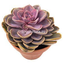 Cargar imagen en el visor de la galería, Echeveria Perle von Nürnberg - ø 10.5 cm - Sucunatura. Plantas crassulas como echeveria, kalanchoe, sedum, sempervivum, graptoveria y aeonium.
