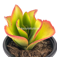 Cargar imagen en el visor de la galería, Kalanchoe Vivien - ø 10.5 cm - Sucunatura. Plantas crassulas como echeveria, kalanchoe, sedum, sempervivum, graptoveria y aeonium.
