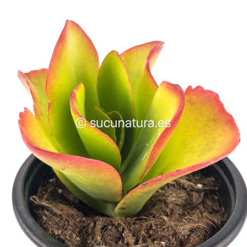 Kalanchoe Vivien - ø 10.5 cm - Sucunatura. Plantas crassulas como echeveria, kalanchoe, sedum, sempervivum, graptoveria y aeonium.