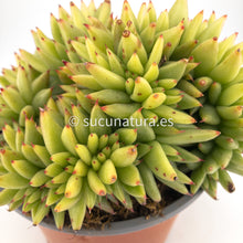 Load image into Gallery viewer, Echeveria Agavoides Corderoyi cristata- ø 13 cm - Sucunatura. Plantas crassulas como echeveria, kalanchoe, sedum, sempervivum, graptoveria y aeonium.
