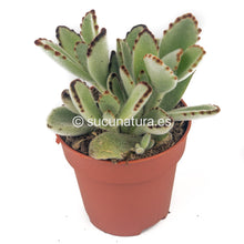 Cargar imagen en el visor de la galería, Kalanchoe tomentosa - ø 10.5 cm - Sucunatura. Plantas crassulas como echeveria, kalanchoe, sedum, sempervivum, graptoveria y aeonium.
